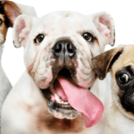 Livestock & Pet
